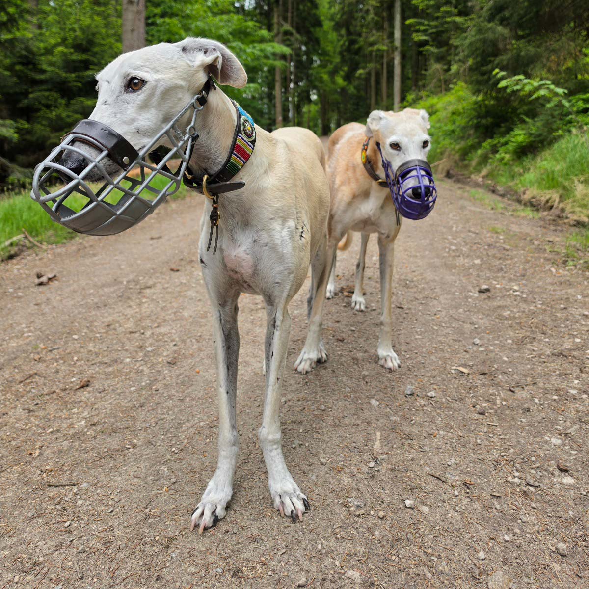 Hunde mit Maulkorb beim Spaziergang – Schutz vor Giftködern und anderen Gefahren
