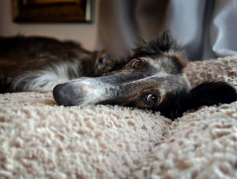 Orthopädisches Hundebett von Frau Frauchen – hochwertig, langlebig und vegan