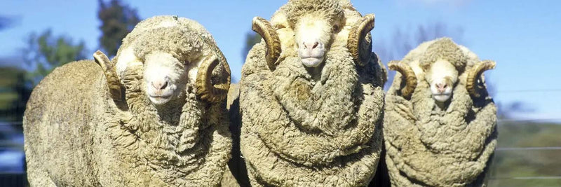 Merinoschafe auf der Weide – Hintergrund zu Mulesing und mulesingfreier Wolle