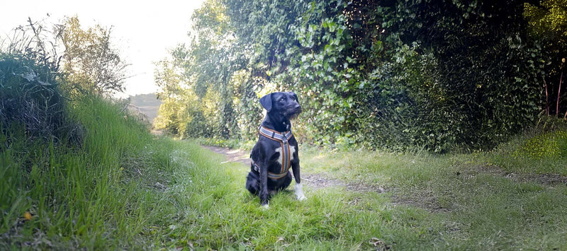 Rescue Leashes x Flamingo – ausbruchsichere Geschirre und Halsbänder für Hunde