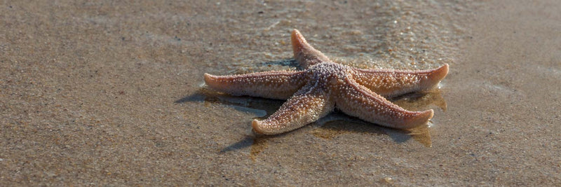 Seestern am Strand – Symbol für Tierschutz und die Kraft kleiner Handlungen