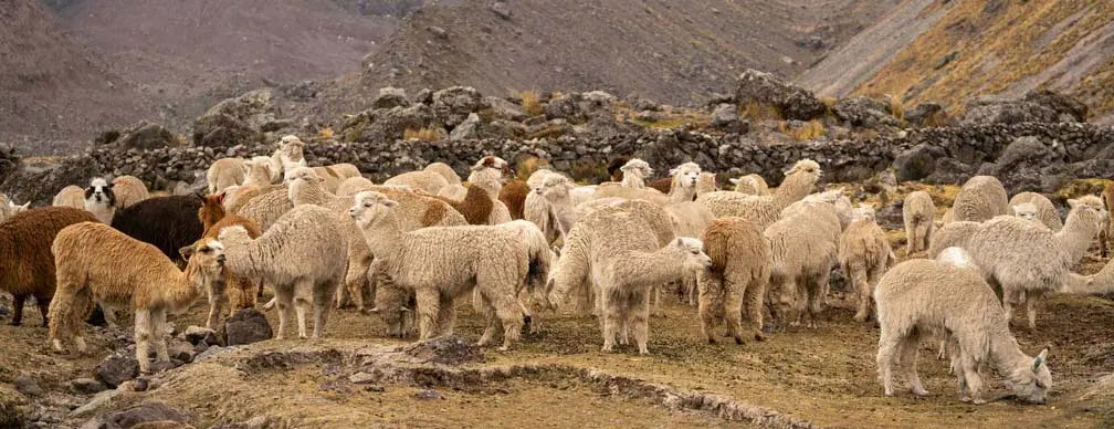 Alpakas in Peru – Quelle der nachhaltigen APU KUNTUR Fasern