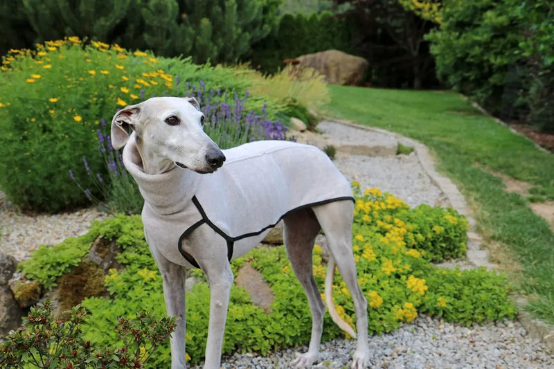 Hund im Sofa Dog Wear Pullover – Anziehhilfe und Tipps für stressfreies Anziehen