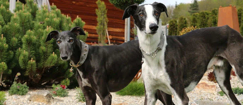 Galgo Rudi mit Zugstopphalsband NEON von Sofa Dog Wear – Größenvergleich S3 und M1