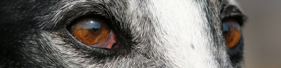 Hunde