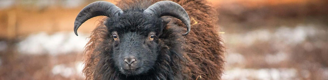 North Sheep
