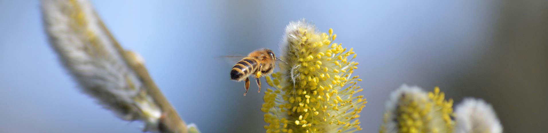 Propolis