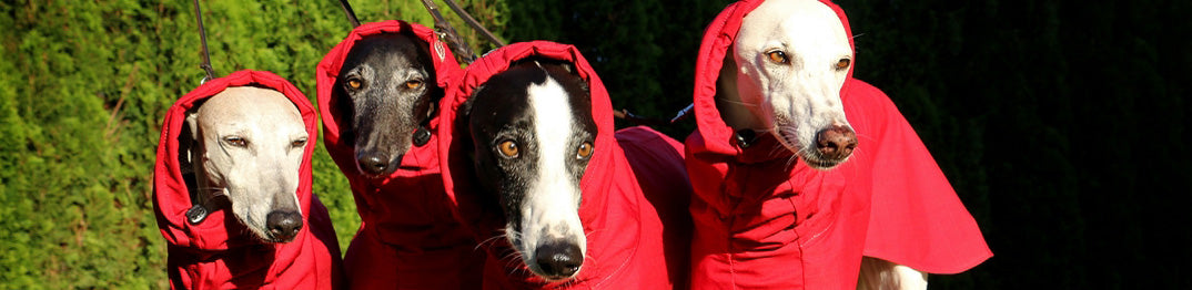 Sofa Dog Wear