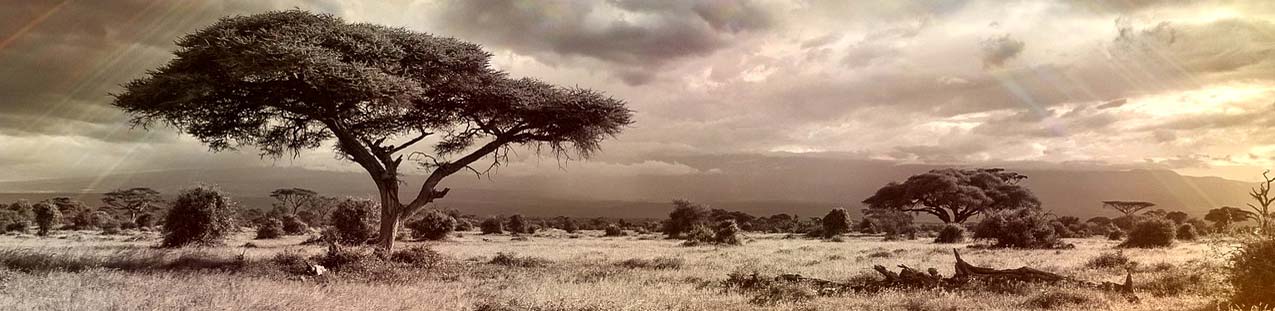TKC Massai