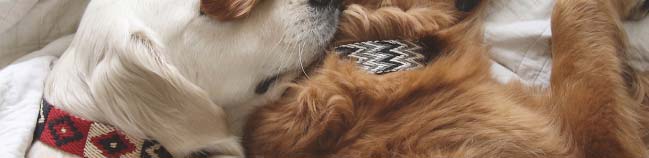 Buddys Dogwear