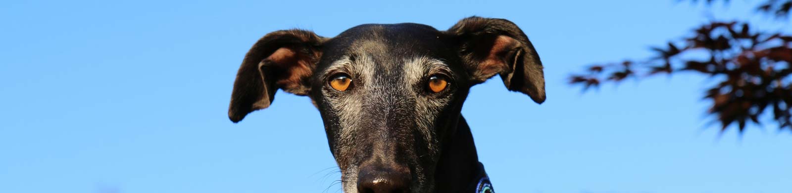 Halsbänder für Windhunde