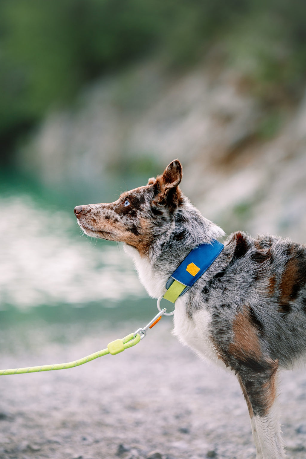 Woolly Wolf Alpha 360 Halsband