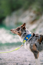 Woolly Wolf Alpha 360 Halsband