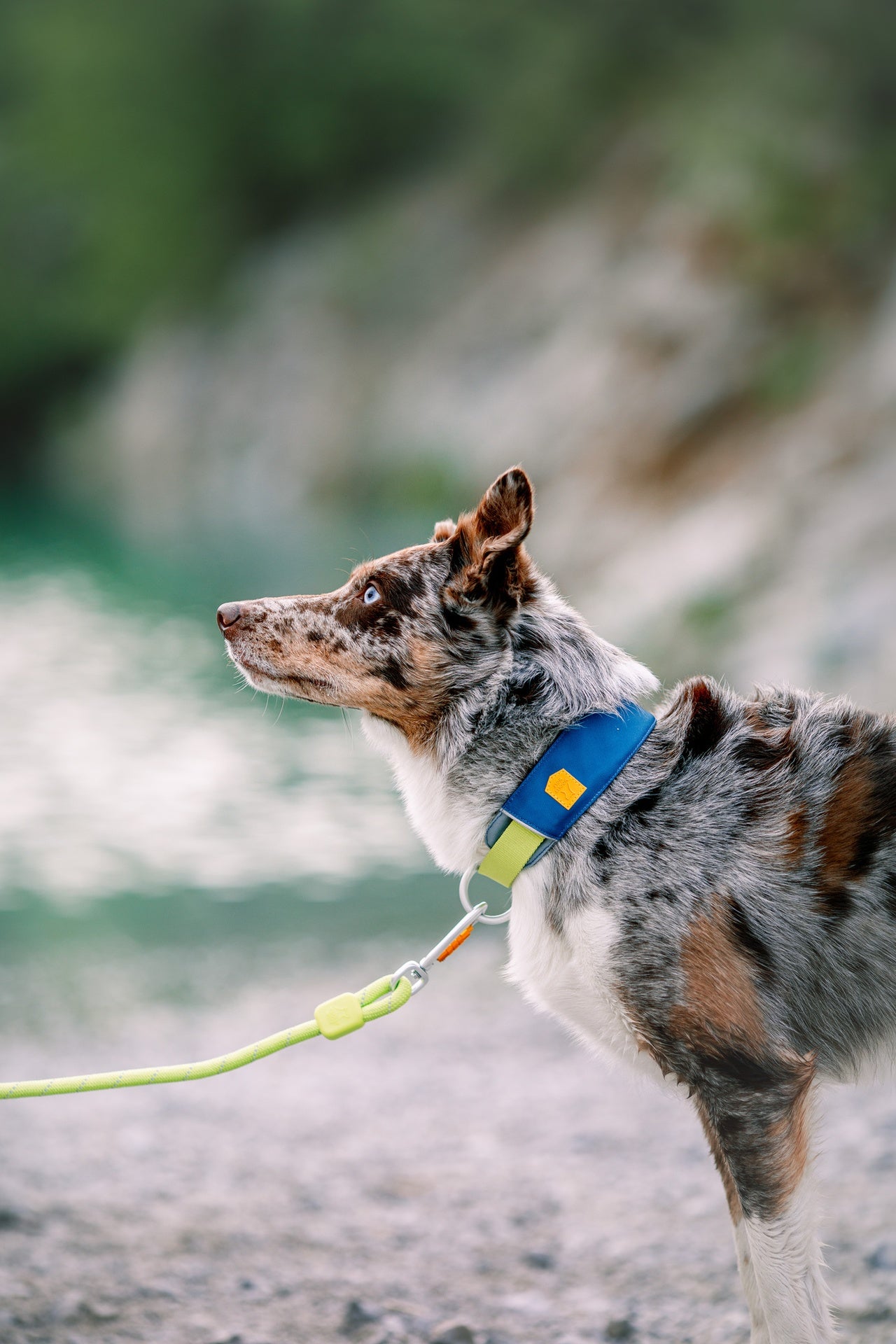 Woolly Wolf Alpha 360 Halsband