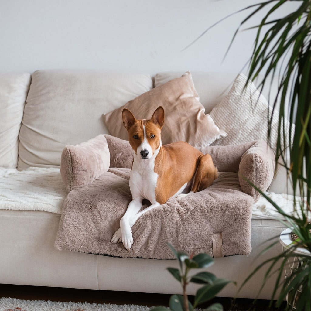 District 70 Hundesofa NUZZLE