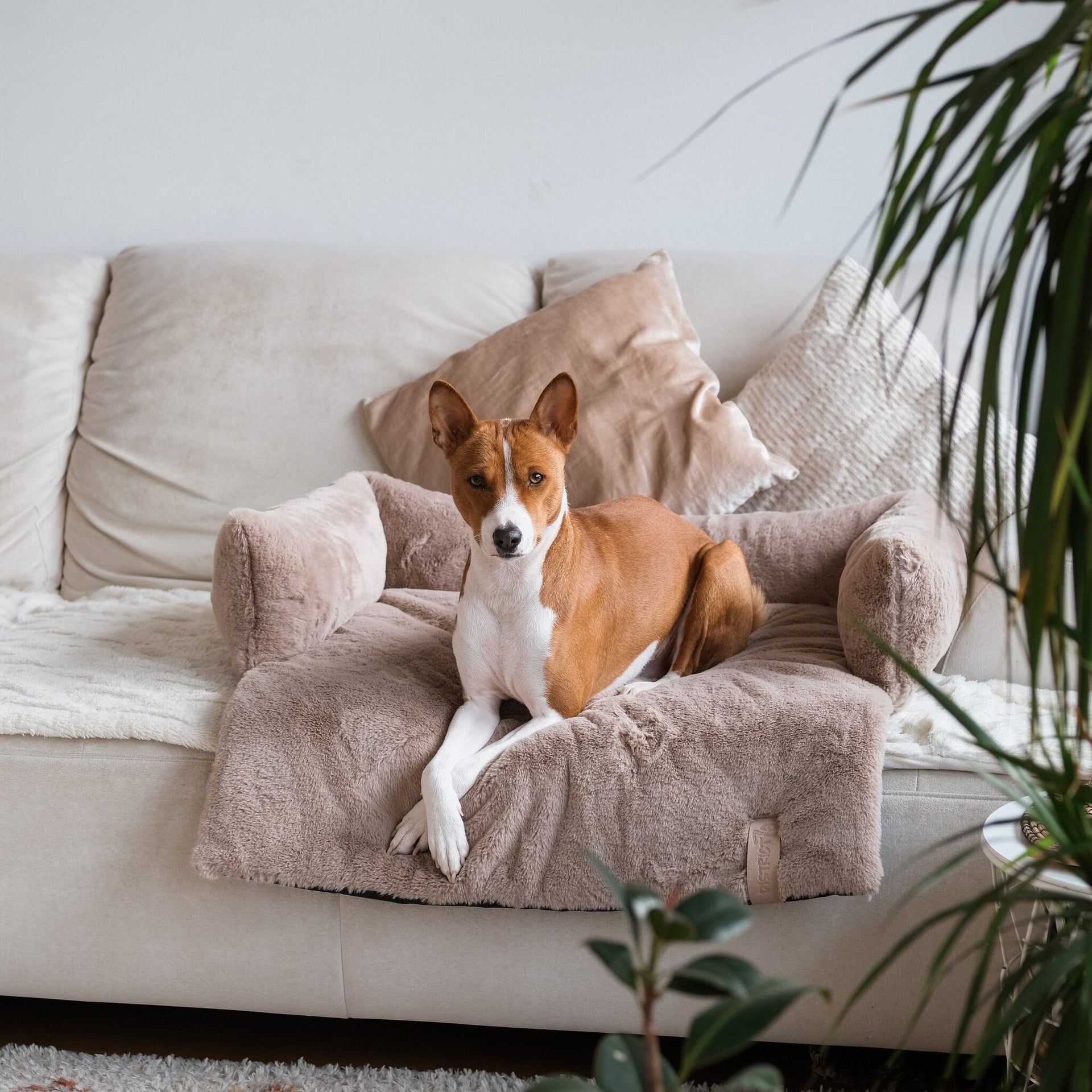 District 70 Hundesofa NUZZLE