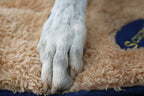 Scruffs Cosy Blanket