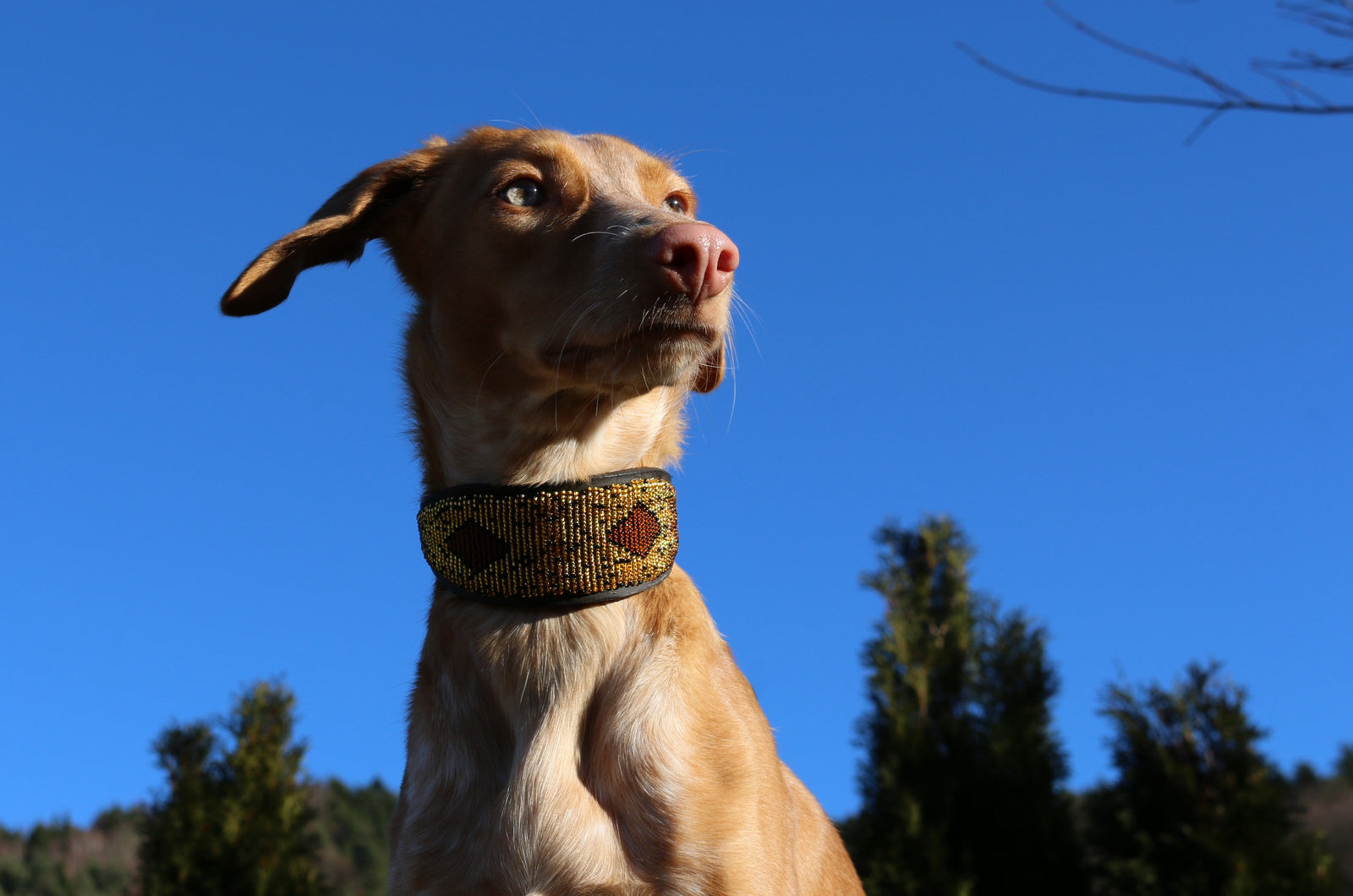 TKC Cheetah Lurcher