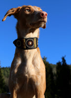 TKC Earth Lurcher