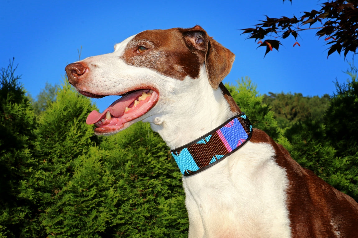 TKC Malindi Lurcher
