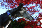 TKC Passion Flower Lurcher