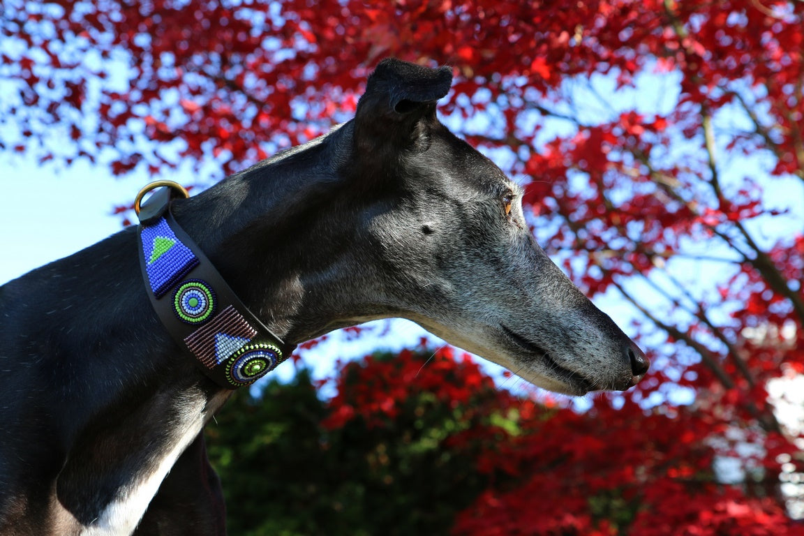 TKC Passion Flower Lurcher