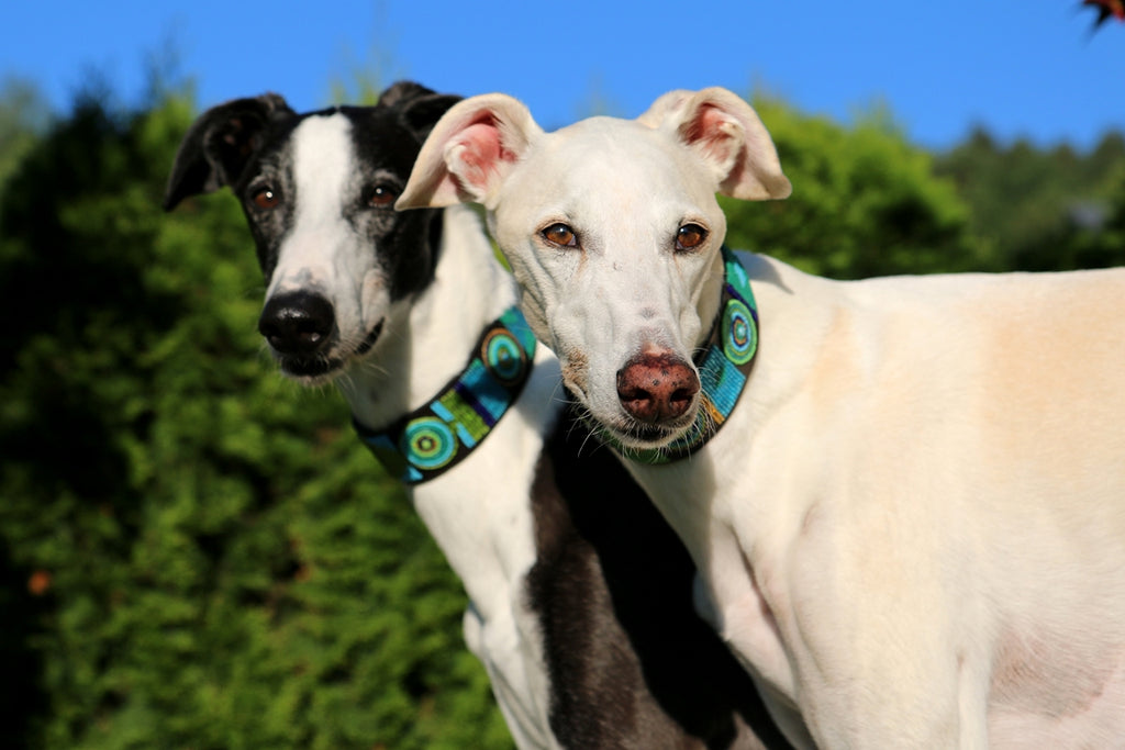 TKC Peacock Lurcher