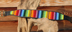 TKC Rainbow Lurcher