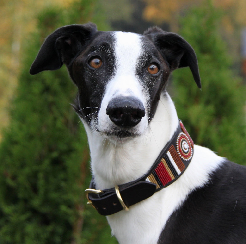 TKC Topi in the Round Lurcher