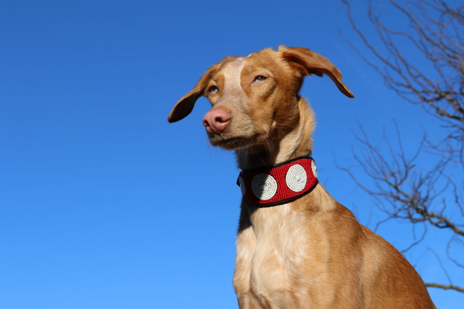 TKC Unity Lurcher