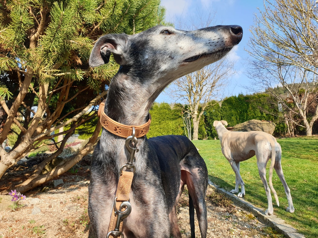 Vintage Dog Halsband