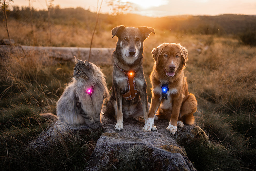 Orbiloc Dog Dual