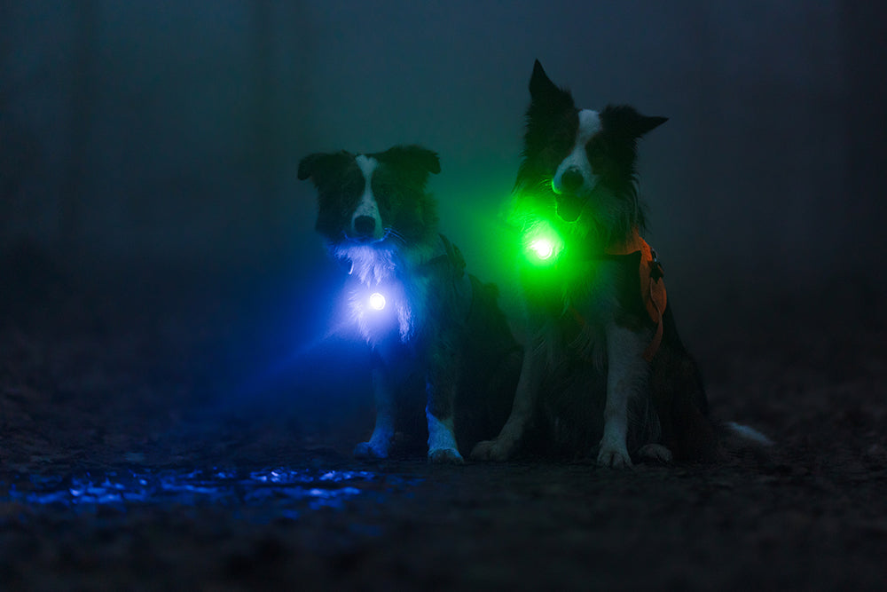 Orbiloc Dog Dual