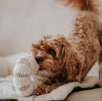 Daisy Snuffle Toy