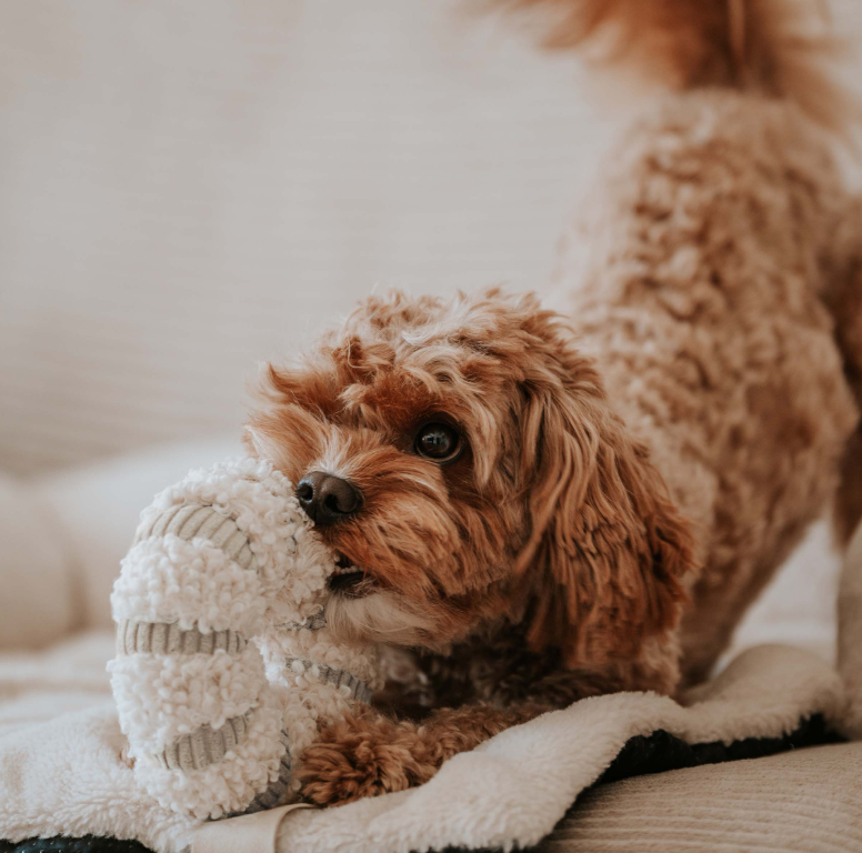 Daisy Snuffle Toy