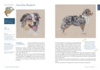 Rassebeispiel Australian Sheperd als Doppelseite mit Handzeichnung und Schrift