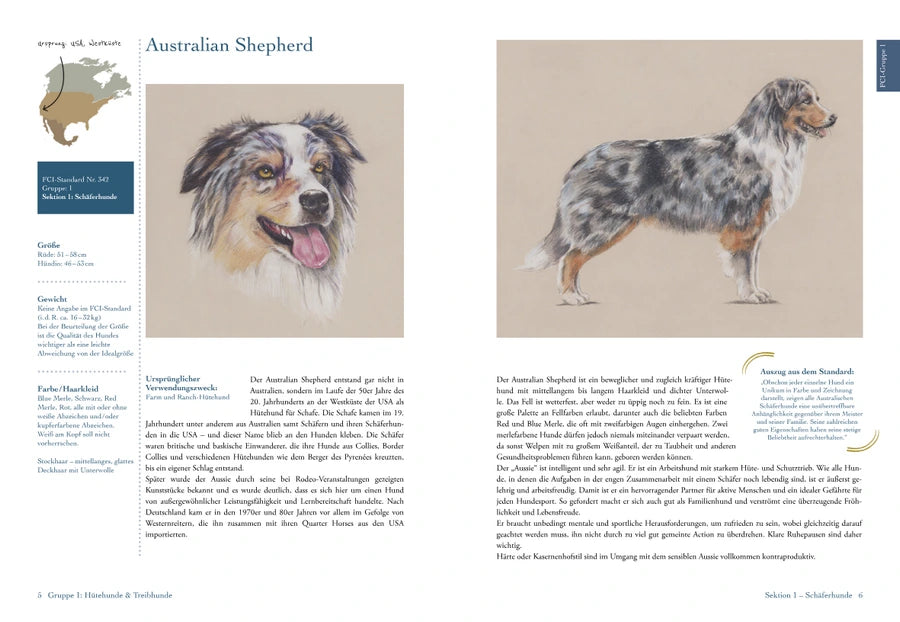 Rassebeispiel Australian Sheperd als Doppelseite mit Handzeichnung und Schrift