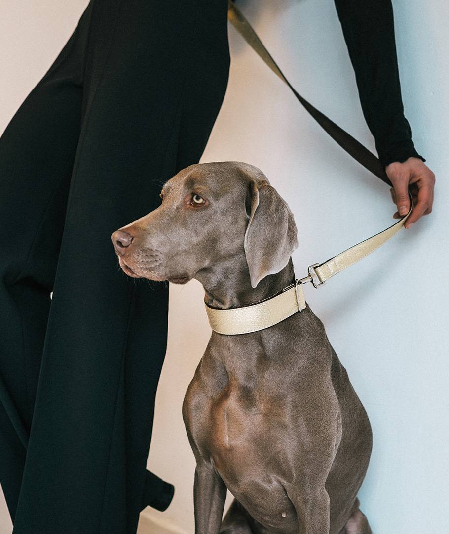 Weimaraner mit Halsband-Leinen-Set Sadurni mit schwarz gekleideter Frau

