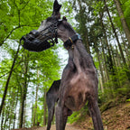 Maulkorb Don Pare 101 (Greyhound)