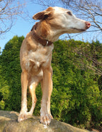 Vintage Dog Halsband