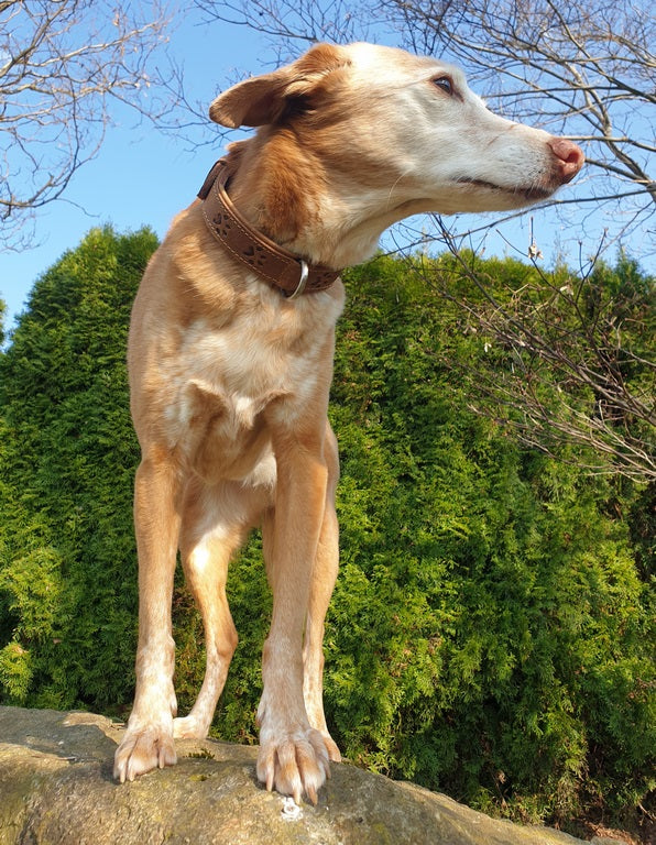 Vintage Dog Halsband