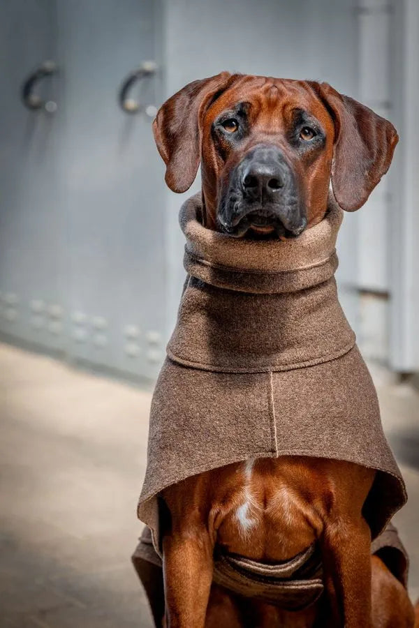 Wollwalkmantel in Braun an sitzendem Rhodesian Ridgeback