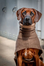 Wollwalkmantel in Braun an sitzendem Rhodesian Ridgeback
