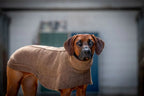 Wollwalkmantel in Braun an Rhodesian Ridgeback, der in einem Hof steht