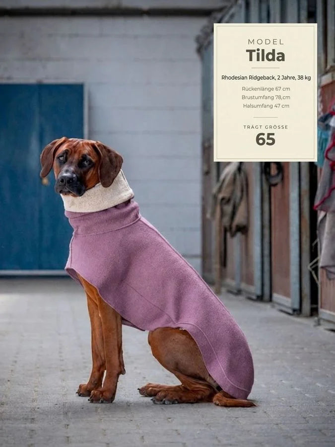 Wollwalkmantel in Mauve an Rhodesian Ridgeback mit Größenangaben