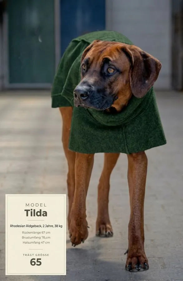 Grüner Wollwalkmantel an Rhodesian Ridgeback mit Größenangaben zur Größe 65
