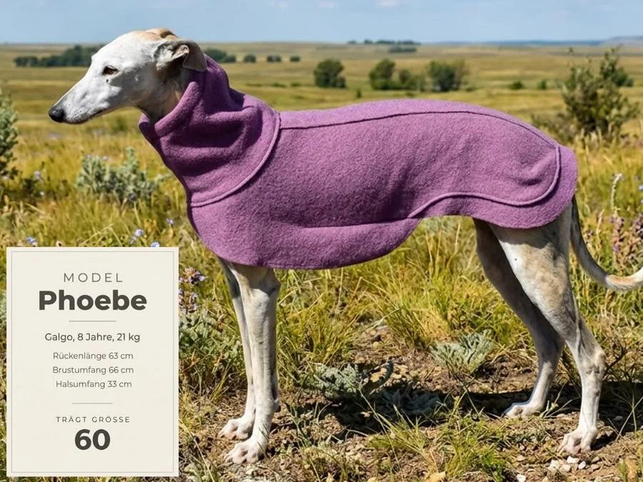 Wollwalkmantel in Mauve an Galgo Espanol mit Größenangaben