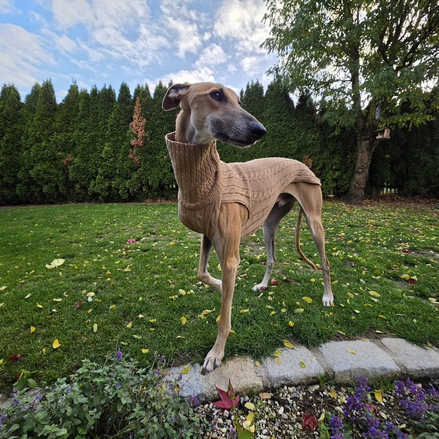 Hundepullover Smarty