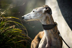 Lederhalsband Windhund Negev