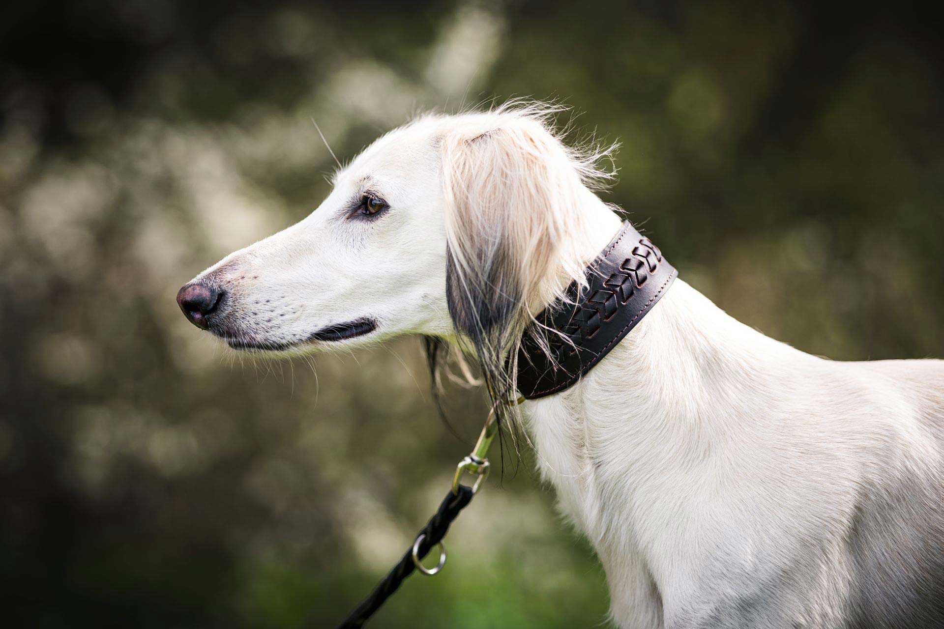 Lederhalsband Windhund Negev